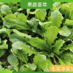 虞城利民镇万亩荠菜，毛菜，净菜，加工速冻荠菜块，荠菜碎饺子馅
