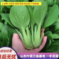 上海青 小白菜 油菜 快菜 奶白菜 产地直销