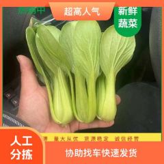 上海青万亩基地产地直销